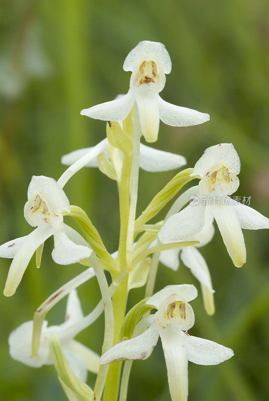 白兰(Platanthera bifolia)